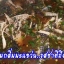 น้ำพริกลาบคนภาคเหนือขายออนไลน์